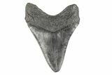Fossil Megalodon Tooth - South Carolina #190220-1